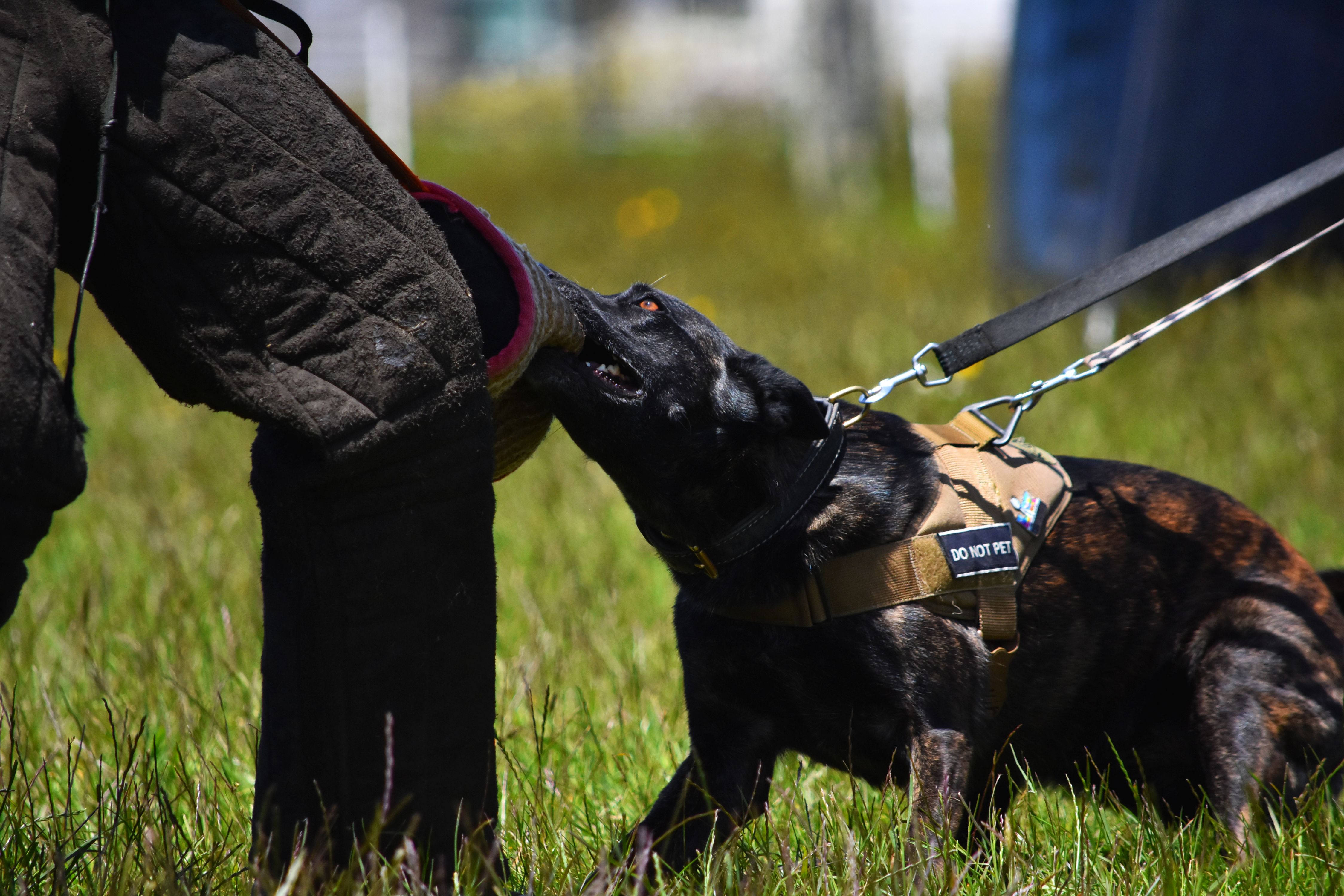 Ziva the Dutchie getting introduced to bitey fun