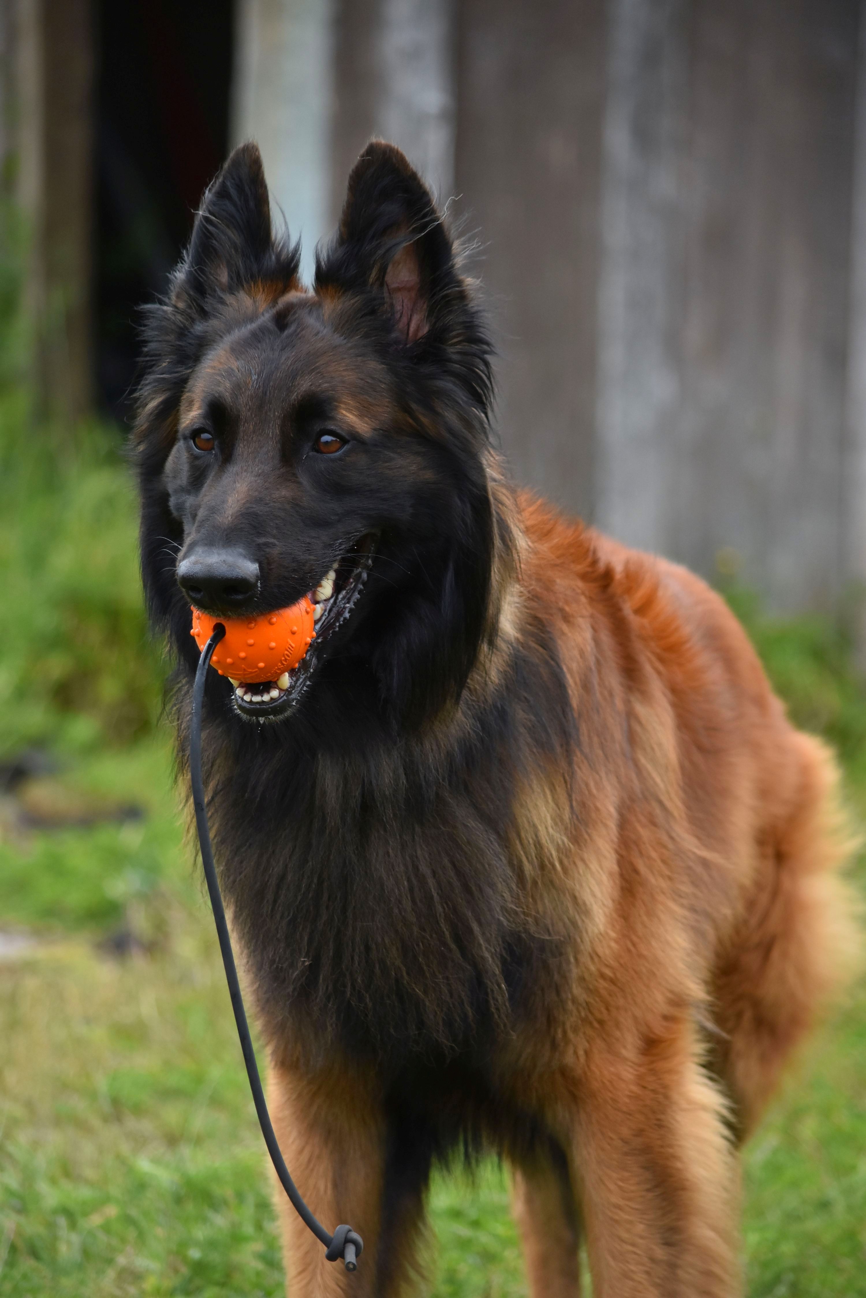 Max