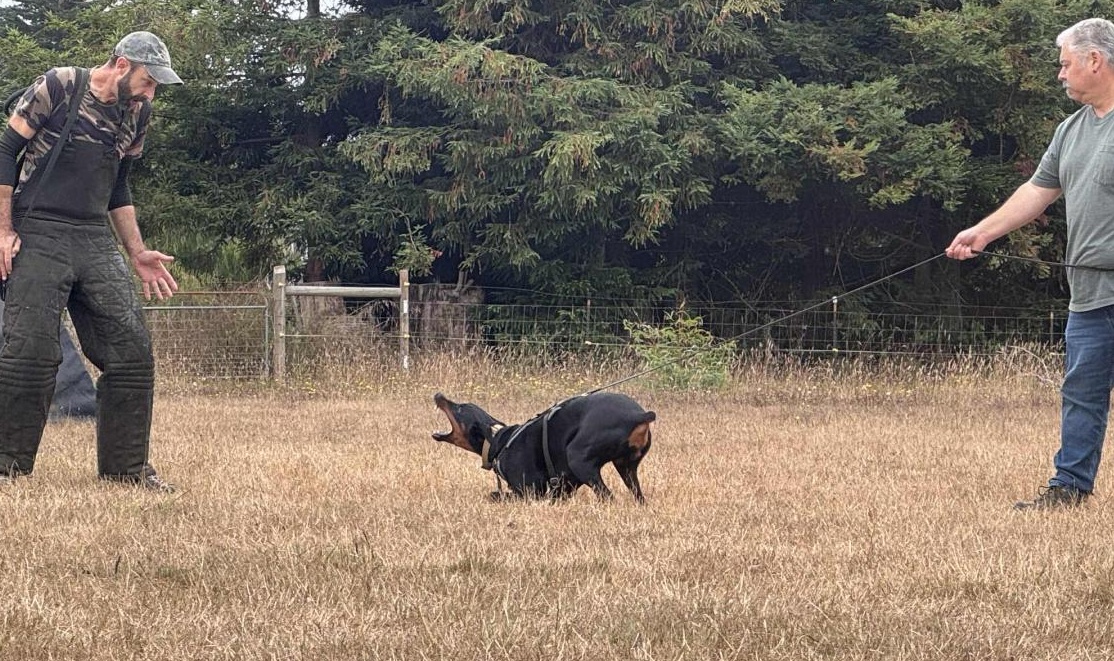 Craig getting Davia to engage