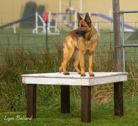 Grettle, working RH exercises on the table 