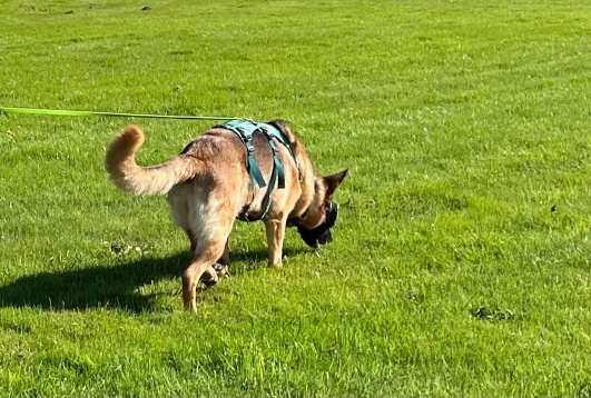 Grettle doing tracking