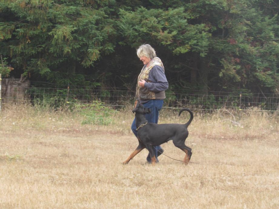 Janis with Zella working on Focus Heeling