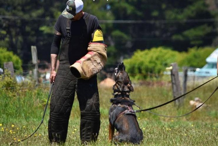 Working dog resources